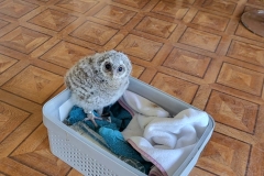Image-10