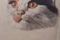 Koty.-Leksykon-przyrody-scaled-e1638819430267