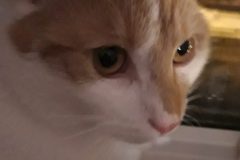 kot-Agaty-5a-scaled-e1638819343542