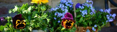 baner kwiaty